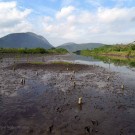 Itaipu Lagoon where we collect the fiddler crabs.