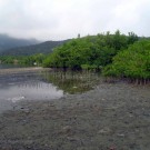 Mangroves are the typical coastal ecosystem in this region. 