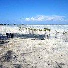 Young mangrove trees on one of the 'Thousand Islands'