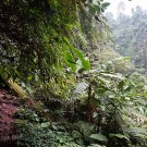 Our jungle next door! A trail through the rain forest around Mount Salak
