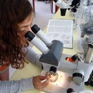 Izchel checking whether the bivalves ingested the microplastic particles.