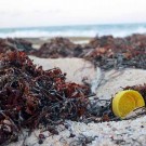 Marine plastic debris is a common phenomenon along the coast of the Yucatán peninsula.