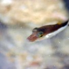 The puffer fish Cantigaster rostrata would also be a suitable test species, but it is simply too cute.