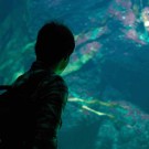 Herzstück des Aquariums ist ein riesiges Becken mit einheimischen Fischen.