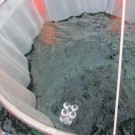 Cell cages inside the mesocosms during the KOSMOS 2015 experiment on ocean acidification at Raunefjord, Norway.