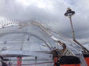 Mesocosm roof with spikes.