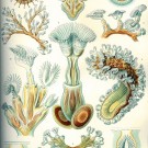 Moostierchen - hier in ihrer vielleicht berühmtesten Darstellung durch Ernst Haeckel - könnten dazu beitragen, dass der Klimawandel aufgehalten wird. Bild: Ernst Haeckel "Kunstformen der Natur" 1904, Tafel 23 Bryozoa Moostierchen. Via wikimedia commons, gemeinfrei