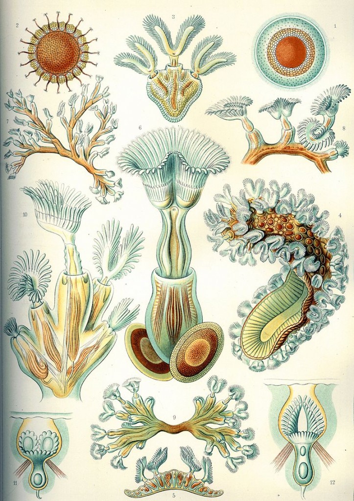 Moostierchen - hier in ihrer vielleicht berühmtesten Darstellung durch Ernst Haeckel - könnten dazu beitragen, dass der Klimawandel aufgehalten wird. Bild: Ernst Haeckel "Kunstformen der Natur" 1904, Tafel 23 Bryozoa Moostierchen. Via wikimedia commons, gemeinfrei