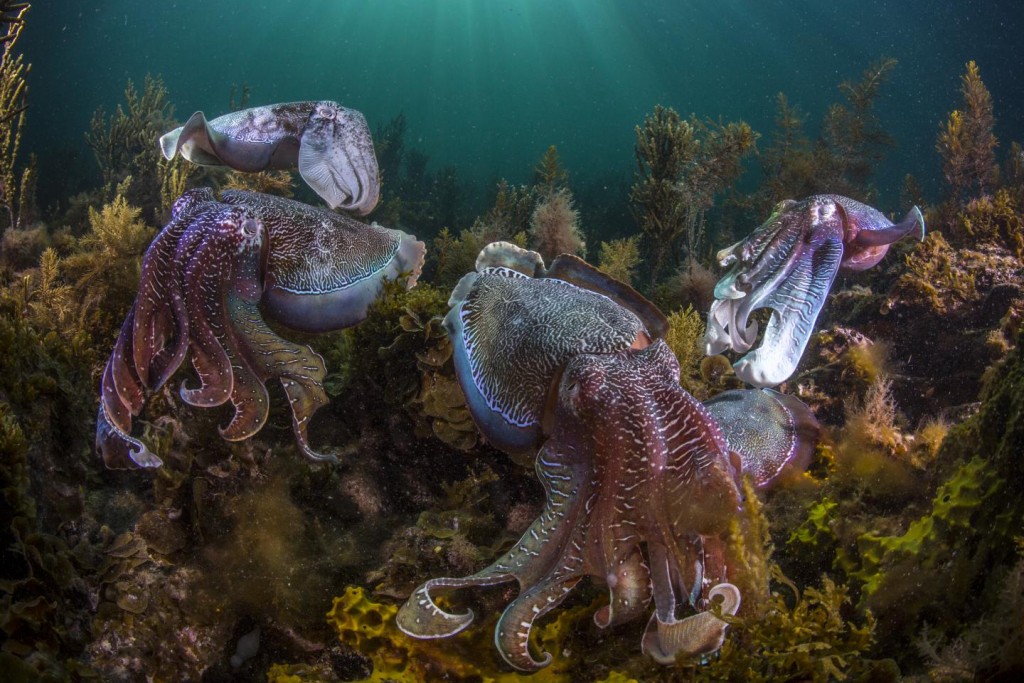 Riesensepia in Australien. Bild: Scott Portelli, Wildlife Photographer, @scott.portelli.jpg