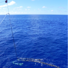 Fish instrument and the plastic garbage piece
