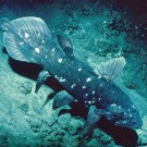 Der Quastenflosser Latimeria chalumnae bekommt oft Besuch vom GEOMAR-Tauchboot JAGO. (Foto: Jürgen Schauer, GEOMAR)