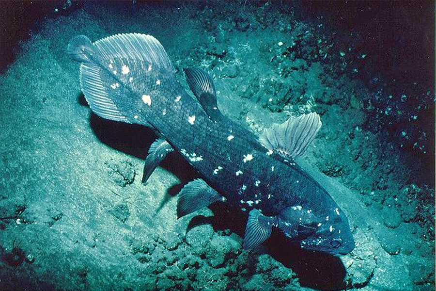 Der Quastenflosser Latimeria chalumnae bekommt oft Besuch vom GEOMAR-Tauchboot JAGO. (Foto: Jürgen Schauer, GEOMAR)