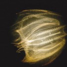 Rippenquallen erkennen ihre Feinde wieder - das haben Kieler Forscher dieses Jahr herausgefunden. (Foto: Jamileh Javidpour, GEOMAR)