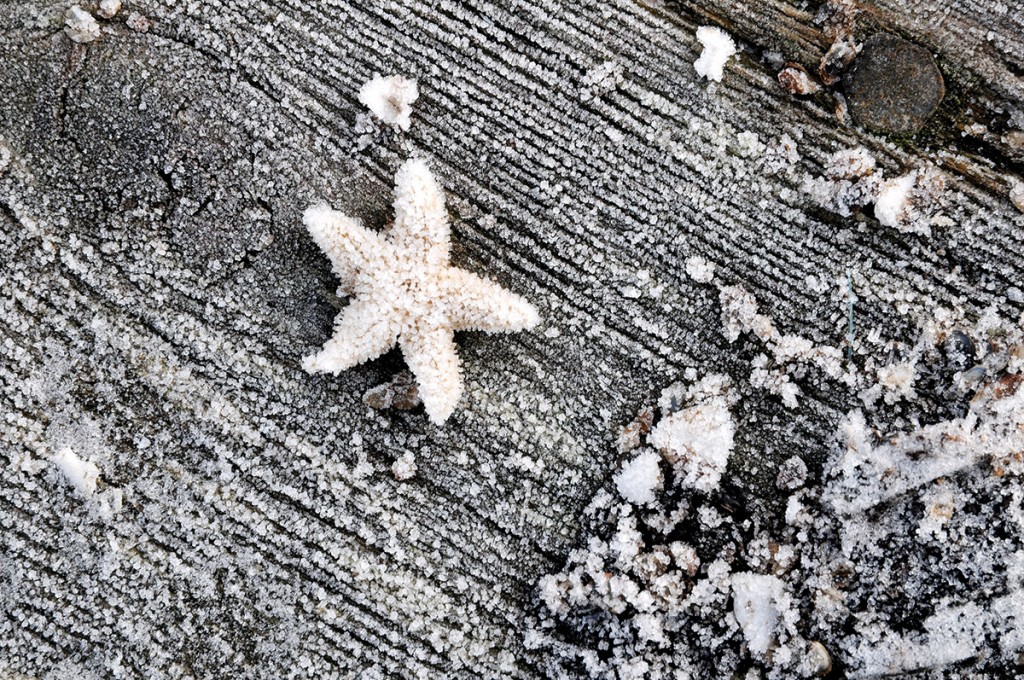 Ein frohes Weihnachtsfest und einen guten Start in's neue Jahr wünschen wir euch! Dieses tolle Foto ist während des KOSMOS-Experiments im Gullmar Fjord, Schweden, entstanden. (Foto: Maike Nicolai, GEOMAR)