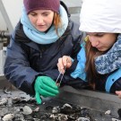 Katrin und Syrmalenia suchen nach lebenden Organismen, die sortiert und gezählt werden. (Foto: G. Seidel, GEOMAR)