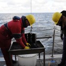 Keine beneidenswerte Aufgabe für Frederik: Das schwarze, zähe und übel riechende Sediment aus dem Greifer  muss in den Bottich gedrückt werden. (Foto: G. Seidel, GEOMAR)