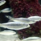 Der Heringsschwarm ist ein echter Hingucker: Silbern schimmern die Fische, während sie gemächlich ihre Runden ziehen. Foto: J. Steffen, GEOMAR