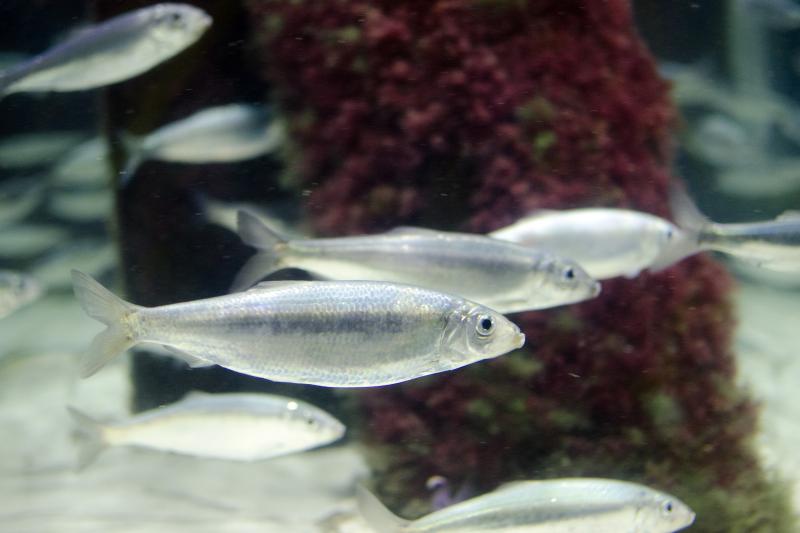 Der Heringsschwarm ist ein echter Hingucker: Silbern schimmern die Fische, während sie gemächlich ihre Runden ziehen. Foto: J. Steffen, GEOMAR