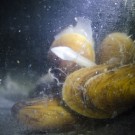Mehrere Exemplare Bathymodiolus azoricus in den Kulturräumen des GEOMAR. Foto: Jan Steffen, GEOMAR