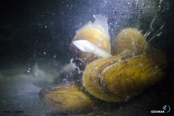 Mehrere Exemplare Bathymodiolus azoricus in den Kulturräumen des GEOMAR. Foto: Jan Steffen, GEOMAR