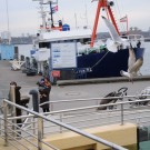 Rechts im Bild: Es kommt schon mal vor, dass eine Möve einen der Heringe abfängt, die eigentlich für die Seehunde gedacht sind. Foto: G. Seidel, GEOMAR