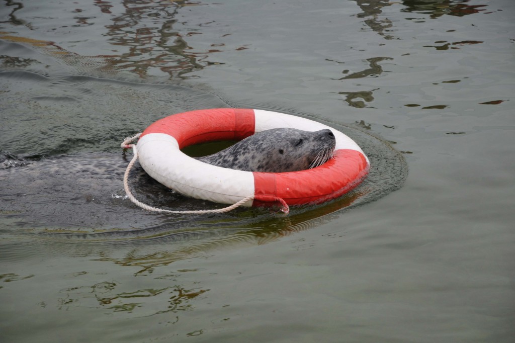 Seehund Kielius spielt mit einem Rettungsring. Foto: G. Seidel, GEOMAR
