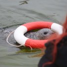 Wenn Kielius den Ring zu Tierpflegerin Nicole bringt, gibt's als Belohnung einen Hering. Foto: G. Seidel, GEOMAR