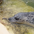 Was mit Rettungsringen klappt, das geht auch mit einem Tauchring: Kielius bringt den Ring aus dem Wasser zurück. Foto: G. Seidel, GEOMAR
