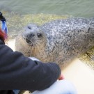 "Ob ich wohl noch einen Fisch bekomme, wenn ich der Frau mit der Kamera zuwinker?" - ein Versuch ist es wert ;-) Foto: G. Seidel, GEOMAR