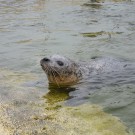 Die Seehunde vom Aquarium GEOMAR an der Kiellinie. Foto: G. Seidel, GEOMAR