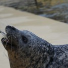 Mhhhhh, lecker, so ein Hering! Foto: G. Seidel, GEOMAR