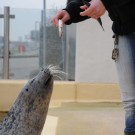 Ui, gleich gibt es Fisch! Foto: G. Seidel, GEOMAR