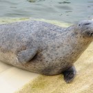 Seehund Jimmy robbt aus dem Wasser heraus und klatscht sich mit der Flosse auf die Seite. Foto: G. Seidel, GEOMAR