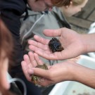 Woran erkennt man, ob eine Krabbe männlich oder weiblich ist? Foto: J. Steffen, GEOMAR