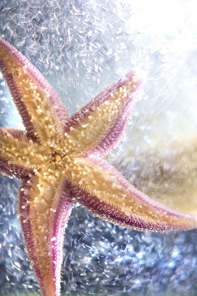 Der gemeine Seestern Asterias rubens. Foto: Warnk, Pohl, Gall GEOMAR