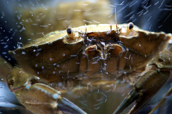 Die Strandkrabbe Carcinus maenas. Foto: Warnk, Pohl, Gall GEOMAR