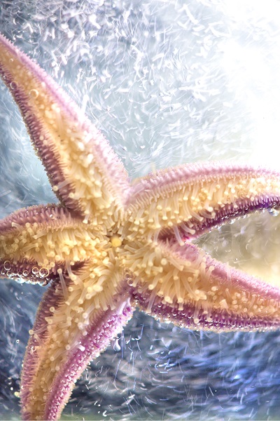Der gemeine Seestern Asterias rubens. Foto: Warnk, Pohl, Gall GEOMAR