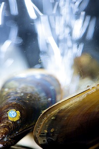 Miesmuscheln im Versauerungsexperiment. Foto: Warnk, Ponl, Gall GEOMAR