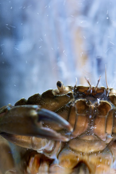 Die Strandkrabbe Carcinus maenas. Foto: Warnk, Pohl, Gall GEOMAR