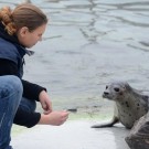 Nachtschicht für die Seehunde des GEOMAR Aquariums! Ab 21 Uhr konnten sich die Besucher der Museumsnacht eine kommentierte Seehundfütterung anschauen und sich schon einmal Appetit holen... 