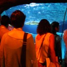 In the Sea Life Centre of Porto. Photo: Christian Urban