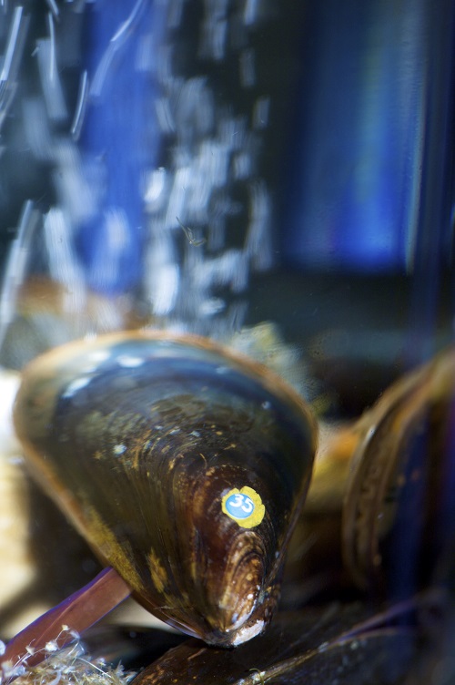 Miesmuscheln im Experiment. Foto: Warnk/Pohl/Gall GEOMAR
