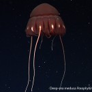 The large, red jelly Paraphyllina sp. is also a common member of the deep midwater in the Gulf. Copyright: MBARI