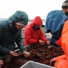 Begeistert wühlen die Teilnehmer durch das, was die Dredge ihnen an Bord gebracht hat: Rot- und Braunalgen, Muscheln, Seesterne, Würmer... Foto: G. Seidel, GEOMAR