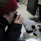 Sonja Geilert schaut sich Zooplankton unter einem Binokular an. Foto: G. Seidel, GEOMAR