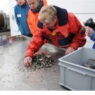 Heidi Gonschior weiß genau, was sie in den Proben aus dem Bodengreifer findet. Foto: G. Seidel, GEOMAR