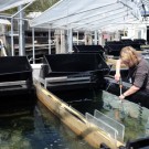 Dr. Yvonne Sawall bestückt die Benthokosmen an der Kiellinie mit Seegras. Foto: J. Steffen, GEOMAR