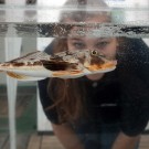 Aug' in Auge mit dem Knurrhahn... Meerestiere so nah zu erleben, ist für Groß und Klein ein Erlebnis. Foto: Jan Steffen