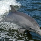 Ein großer Tümmler (Tursiops truncatus). Foto: NASA via Wikimedia Commons