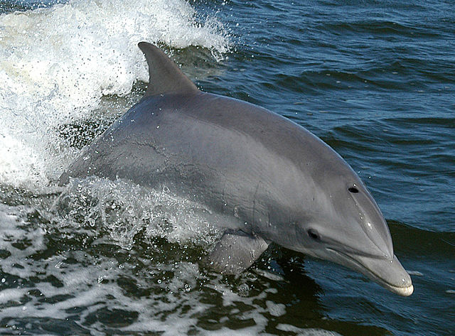 Ein großer Tümmler (Tursiops truncatus). Foto: NASA via Wikimedia Commons